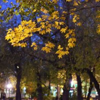 Вечерние кленовые листья. :: Татьяна Помогалова
