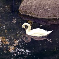 Лебедь белая :: Наталья Базанова