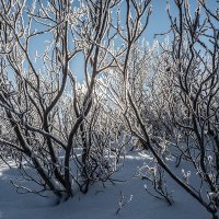 *** :: Андрей Поляков