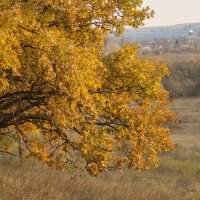 В октябре :: Вера Сафонова