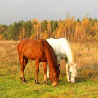 Пейзаж с лошадьми :: Андрей Снегерёв