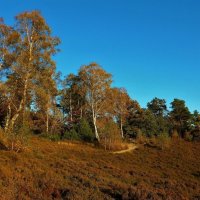 Fischbeker Heide :: Nina Yudicheva