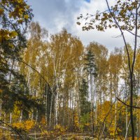 В Борисо-Глебском урочище :: Сергей Цветков