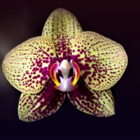 Орхидея. :: Дарья Бурмистрова