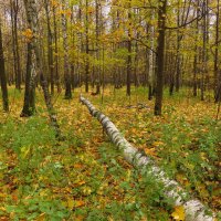 Вполне еще золотая! :: Андрей Лукьянов