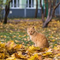 Из серии "Найди кота" :: Элла Ш.