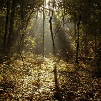 Свет в лесу :: Alexander Andronik