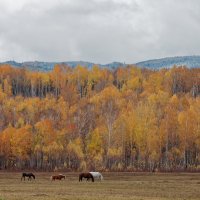 Осень в Тунке :: Евгений Карский