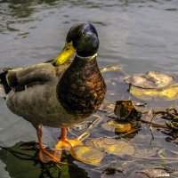 Хочешь сказать, что ты фотограф? :: Александр Липовецкий