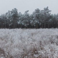 Холодный лес :: Алина Шостик