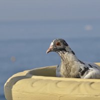 Когда все шезлонги заняты))) :: Светлана Винокурова