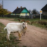 Хозяин :: Елена Ерошевич