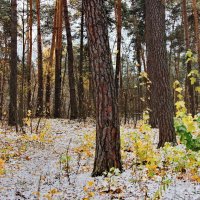 Последних листьев вернисаж... :: Лесо-Вед (Баранов)