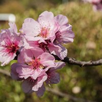 Весна в Тоскане :: Надежда Лаптева