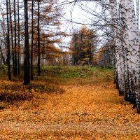 поздняя осень :: Горкун Ольга Николаевна 