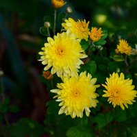 Жёлтые хризантемы в октябре... :: Михаил Болдырев 