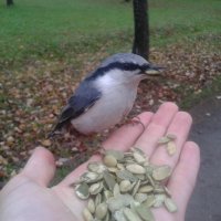 Поползень в дождь :: Сапсан 