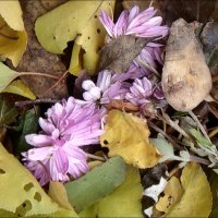 Хризантемы и опавшие листья :: Нина Корешкова