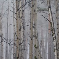 Туман в лесу :: Alla Swan