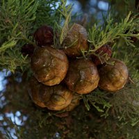 КИПАРИСОВЫЕ ШИШКИ, РАЗМЕРОМ С МОЛОДОЕ ЯБЛОЧКО..... :: Наталья Меркулова