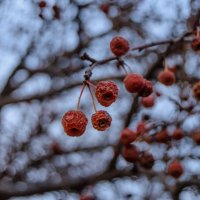 дикие яблоки в морозное утро :: Антон Летов