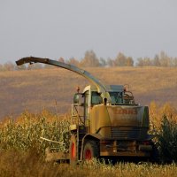 Машина для уборки кукурузы. :: nadyasilyuk Вознюк