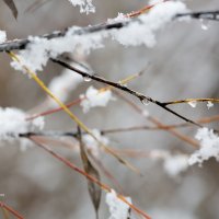 Ветка в снегу и каплях :: Александр Синдерёв