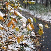 Первый снег :: Денис Масленников