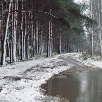 Первый снег на опушке леса, на берегу Волги :: Николай Белавин