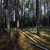 В ноябрьском лесу. :: Анатолий. Chesnavik.