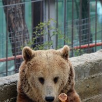 Геленджик. Сафари парк :: Николай 