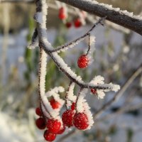 Кружевное боа :: Ольга 