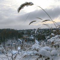 Первый снег :: Лариса Тарасова
