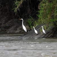 Great Egret :: чудинова ольга 