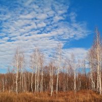 И в этот год осенняя погода стоит уж долго на дворе.. :: Андрей Заломленков