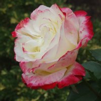 Свет осенней розы... :: Тамара (st.tamara)