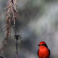 Vermillion Flycatcher :: чудинова ольга 