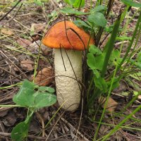 Подосиновик белоножковый - Leccinum albostipitatum :: Людмила Василькова