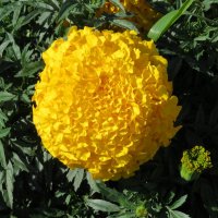 Солнечный цветок :: Вера Щукина