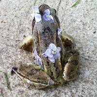Лягушки тоже любят красоту! :: Александр Куканов (Лотошинский)