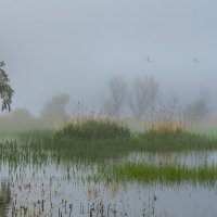 И тишина, лишь крыльев звук :: Фёдор. Лашков