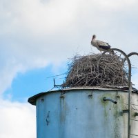 Аист. :: Владимир Лазарев