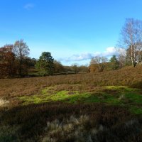 Fischbeker Heide :: Nina Yudicheva