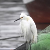 Snowy Egret :: чудинова ольга 