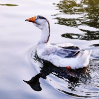 В гордом одиночестве. :: Татьяна Помогалова