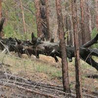 Последствие лесного пожара :: Дмитрий Солоненко