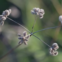 Осенние мотивы... :: Николай Саржанов