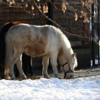 Пони :: Владимир Шадрин