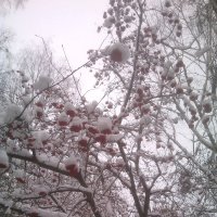 Рябина в снегу :: Tarka 