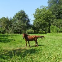 Пасущаяся   лошадь   в   Гошиве :: Андрей  Васильевич Коляскин